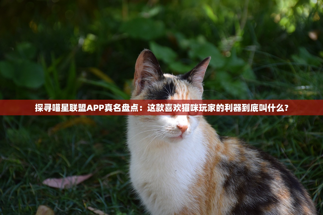 探寻喵星联盟APP真名盘点：这款喜欢猫咪玩家的利器到底叫什么?