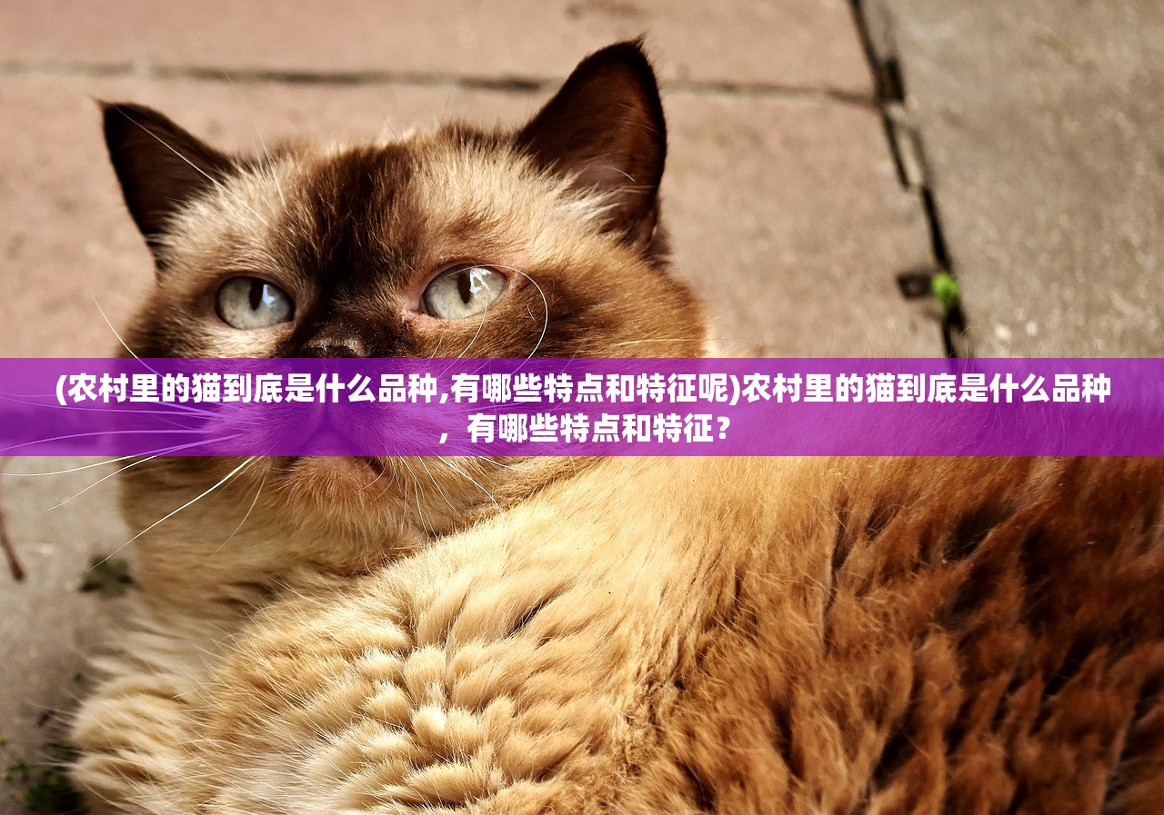 (农村里的猫到底是什么品种,有哪些特点和特征呢)农村里的猫到底是什么品种，有哪些特点和特征？