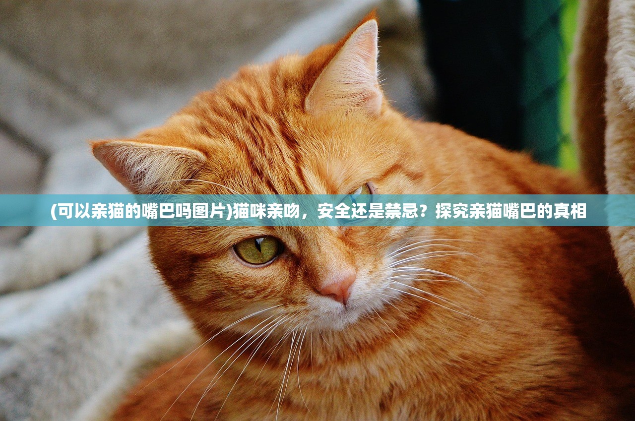 (可以亲猫的嘴巴吗图片)猫咪亲吻，安全还是禁忌？探究亲猫嘴巴的真相