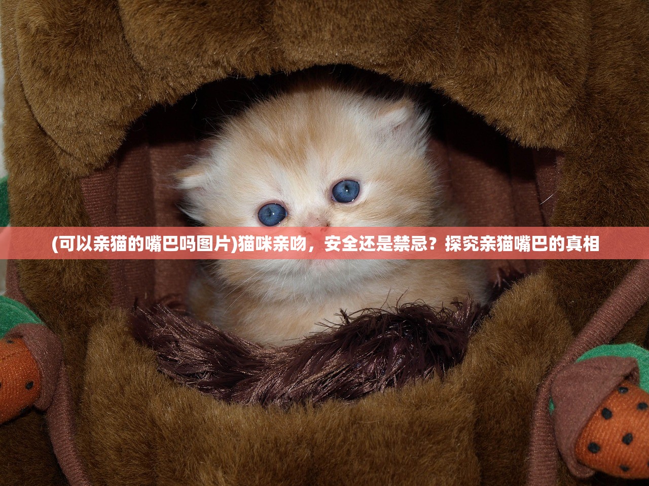 (可以亲猫的嘴巴吗图片)猫咪亲吻，安全还是禁忌？探究亲猫嘴巴的真相