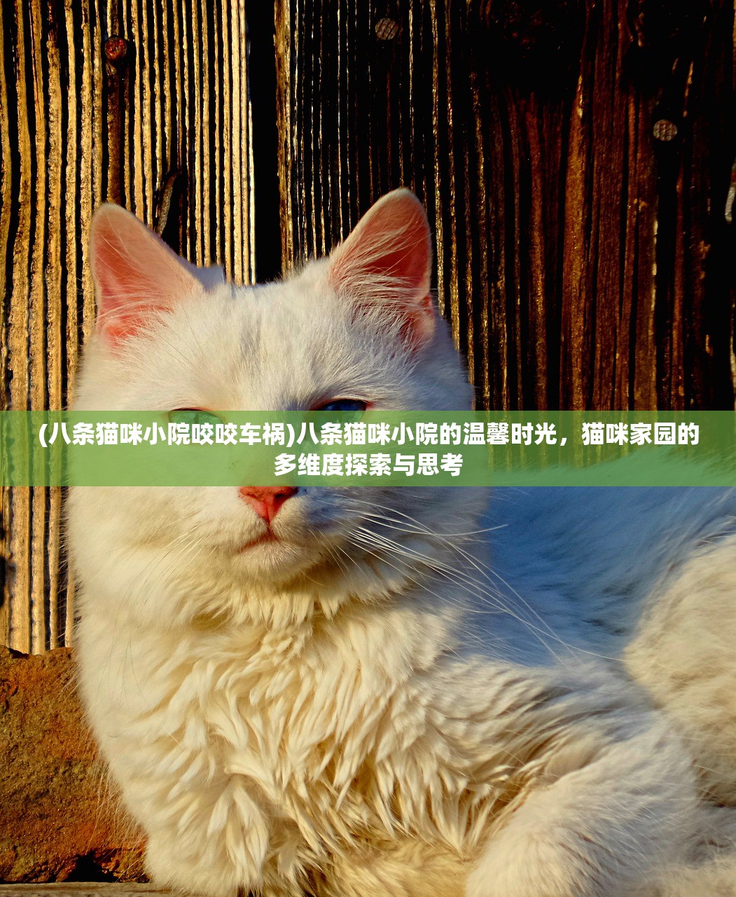 (八条猫咪小院咬咬车祸)八条猫咪小院的温馨时光，猫咪家园的多维度探索与思考